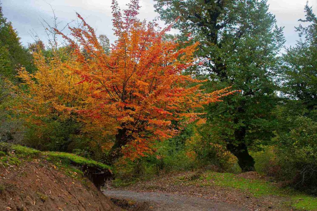 عکس پاییزی با موبایل