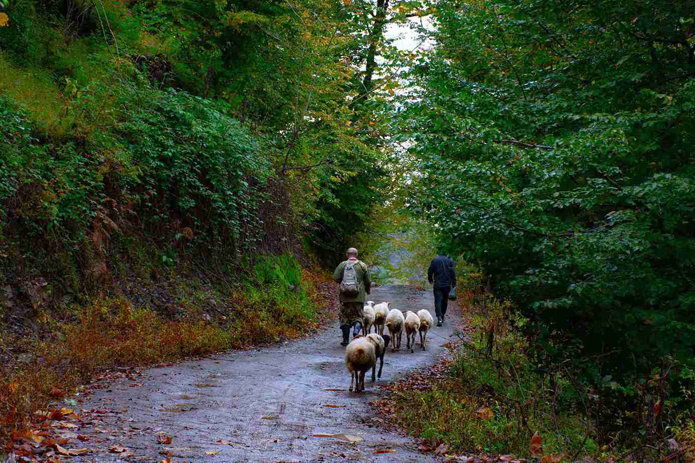 عکس طبیعت پاییزی