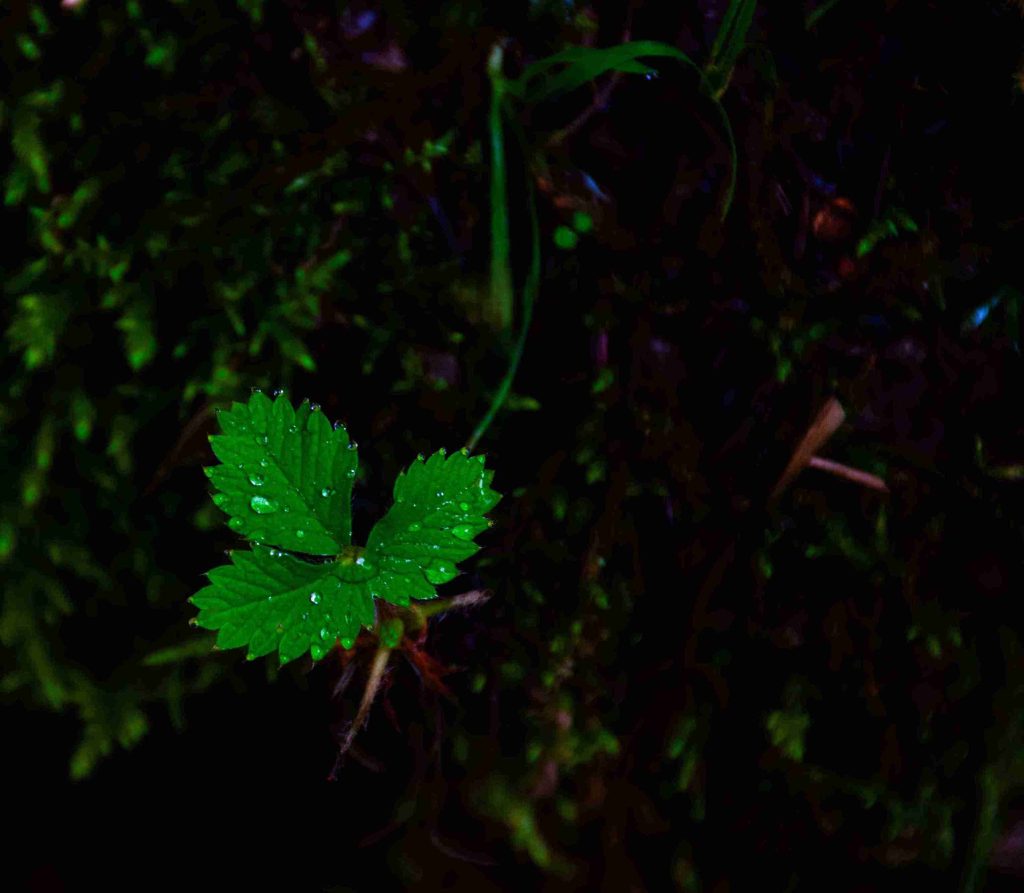 عکاسی پاییزی