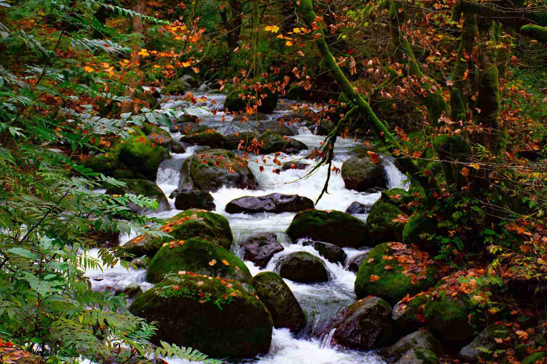 عکاسی در پاییز