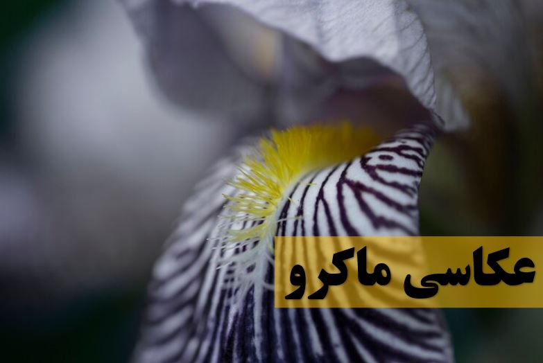 macro photography
