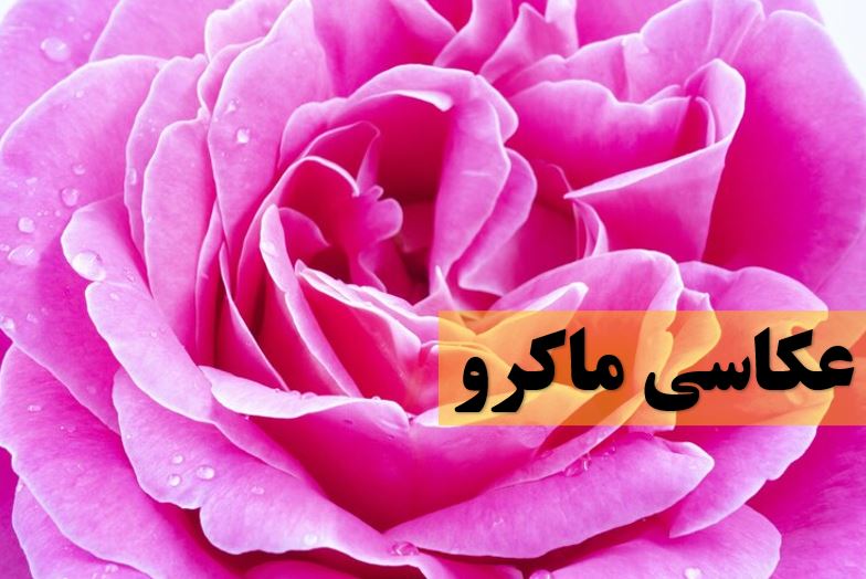 عکاسی ماکرو