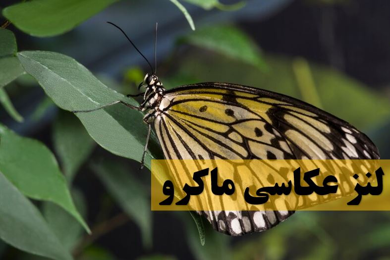 لنز عکاسی ماکرو