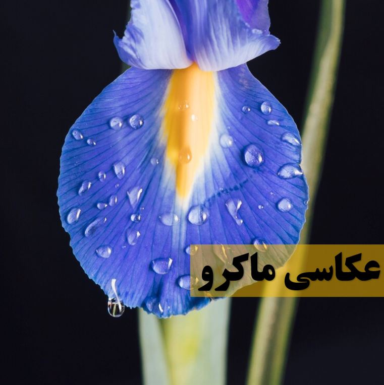 ماکرو فوتوگرافی